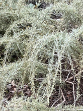 Load image into Gallery viewer, Artemisia californica 'Montara' - Montara Sagebrush
