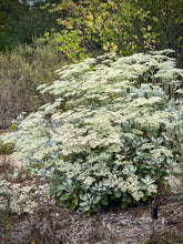 Load image into Gallery viewer, Eriogonum giganteum - St. Catherine's Lace
