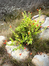 Load image into Gallery viewer, Erythranthe cardinalis - Scarlet Monkeyflower
