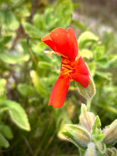 Load image into Gallery viewer, Erythranthe cardinalis - Scarlet Monkeyflower
