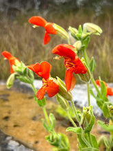 Load image into Gallery viewer, Erythranthe cardinalis - Scarlet Monkeyflower
