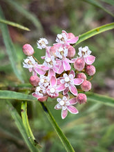 Load image into Gallery viewer, Asclepias fascicularis - Narrowleaf Milkweed
