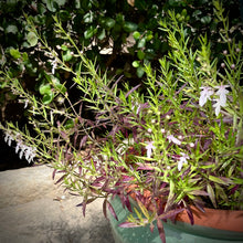 Load image into Gallery viewer, Teucrium glandulosum - Desert Germander
