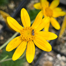 Load image into Gallery viewer, Eriophyllum lanatum 'Siskiyou' - Siskiyou Woolly Sunflower
