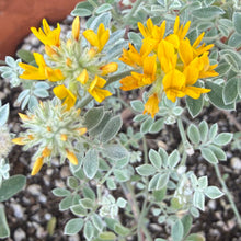 Load image into Gallery viewer, Acmispon argophyllus var. argenteus - Channel Islands Silver Lotus
