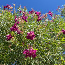 Load image into Gallery viewer, Chilopsis linearis 'Burgundy' - Burgundy Desert Willow
