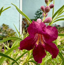 Load image into Gallery viewer, Chilopsis linearis 'Burgundy' - Burgundy Desert Willow
