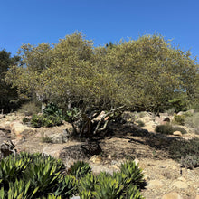 Load image into Gallery viewer, Simmondsia chinensis - Jojoba
