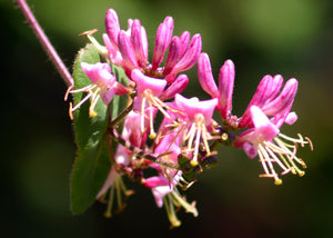 Lonicera hispidula - Pink Honeysuckle