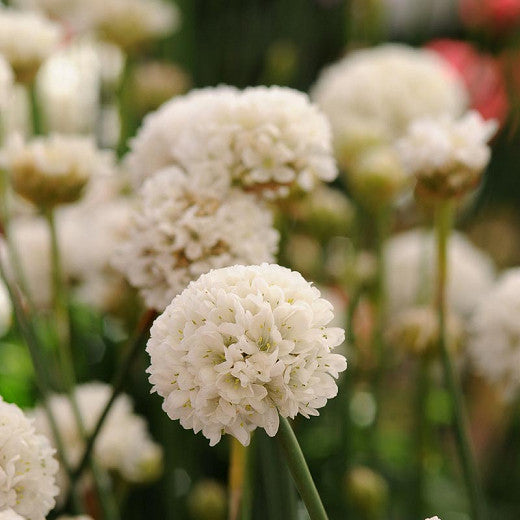 Armeria maritima 'Thrift White' - White Sea Thrift