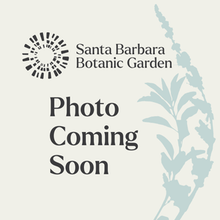 Load image into Gallery viewer, Ribes speciosum - Fuchsia Flowering Gooseberry
