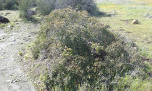 Load image into Gallery viewer, Quercus durata - Leather Oak
