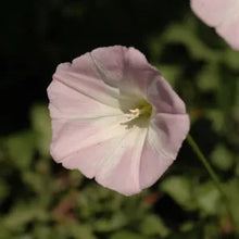 Load image into Gallery viewer, Calystegia macrostegia - California Morning Glory
