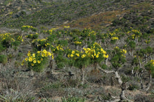Load image into Gallery viewer, Leptosyne gigantea - Giant Coreopsis
