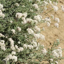 Load image into Gallery viewer, Eriogonum fasciculatum var. foliolosum - Leafy California Buckwheat
