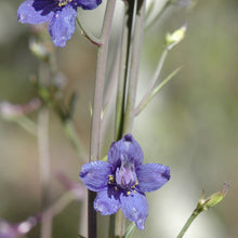Load image into Gallery viewer, Lobelia dunnii - Dunn's Lobelia
