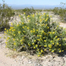 Load image into Gallery viewer, Cleomella arborea - Bladderpod

