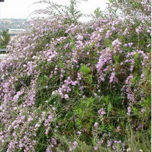 Load image into Gallery viewer, Malacothamnus fasciculatus - Chaparral Mallow
