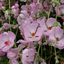 Load image into Gallery viewer, Malacothamnus fasciculatus - Chaparral Mallow
