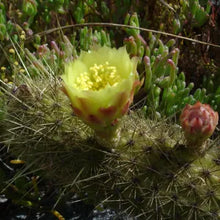 Load image into Gallery viewer, Bergerocactus emoryi - Golden Spined Cereus
