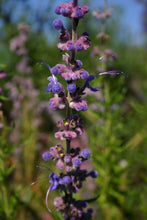 Load image into Gallery viewer, Trichostema lanatum - Woolly Blue Curls
