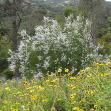 Load image into Gallery viewer, Ceanothus spinosus - Greenbark Ceanothus

