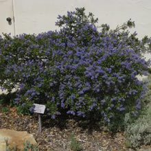 Load image into Gallery viewer, Ceanothus 'Wheeler Canyon' - Wheeler Canyon Ceanothus

