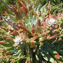 Load image into Gallery viewer, Dudleya caespitosa - Sand Lettuce
