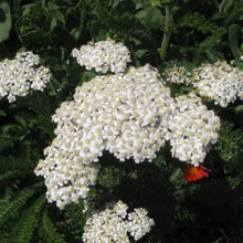 Load image into Gallery viewer, Achillea millefolium - Common Yarrow
