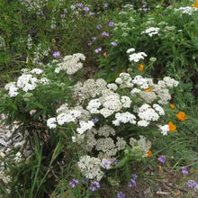Load image into Gallery viewer, Achillea millefolium - Common Yarrow
