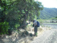 Load image into Gallery viewer, Quercus berberidifolia - Scrub Oak
