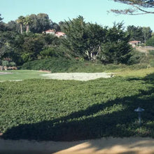 Load image into Gallery viewer, Arctostaphylos 'Emerald Carpet' - Emerald Carpet Manzanita
