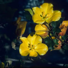 Load image into Gallery viewer, Fremontodendron 'Pacific Sunset' - Pacific Sunset Flannelbush
