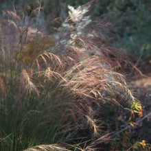 Load image into Gallery viewer, Aristida purpurea - Purple Three Awn Grass
