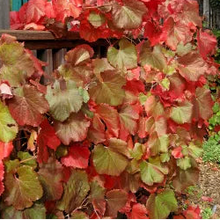 Load image into Gallery viewer, Vitis 'Roger's Red' - Roger's Red Wild Grape
