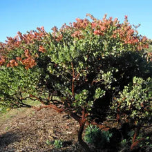 Load image into Gallery viewer, Arctostaphylos glauca 'Canyon Blush' - Canyon Blush Bigberry Manzanita
