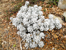 Load image into Gallery viewer, Eriogonum crocatum - Conejo Buckwheat
