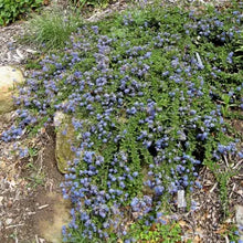 Load image into Gallery viewer, Ceanothus hearstiorum - Hearst's Ceanothus
