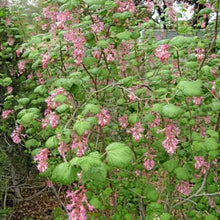 Load image into Gallery viewer, Ribes sanguineum var. glutinosum - Pink Flowering Currant
