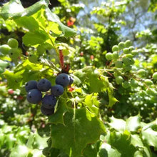 Load image into Gallery viewer, Berberis aquifolium -  Oregon Grape
