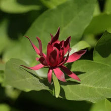 Load image into Gallery viewer, Calycanthus occidentalis - Spice Bush
