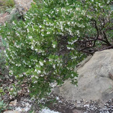 Load image into Gallery viewer, Arctostaphylos insularis 'Canyon Sparkles' - Canyon Sparkles Manzanita

