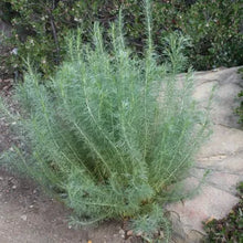 Load image into Gallery viewer, Artemisia californica - California Sagebrush
