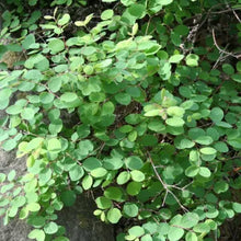 Load image into Gallery viewer, Symphoricarpos mollis - Creeping Snowberry
