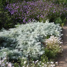 Load image into Gallery viewer, Artemisia pycnocephala 'David's Choice' - David's Choice Sagebrush
