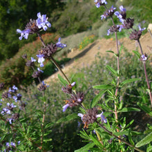 Load image into Gallery viewer, Salvia brandegeei - Santa Rosa Island Sage
