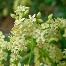 Load image into Gallery viewer, Sambucus mexicana - Blue Elderberry
