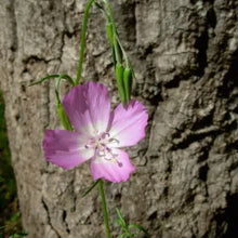Load image into Gallery viewer, Clarkia bottae - Punchbowl Godetia
