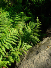 Load image into Gallery viewer, Woodwardia fimbriata - Giant Chain Fern
