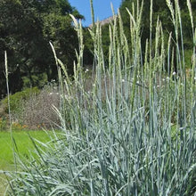 Load image into Gallery viewer, Elymus condensatus 'Canyon Prince' - Canyon Prince Giant Wild Rye
